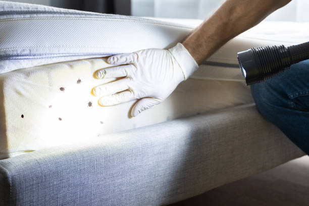 Best Emergency Pest Control  in Wabasha, MN